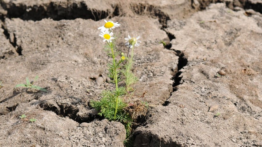 Из-за жары и нехватки осадков центральным регионам России грозит засуха