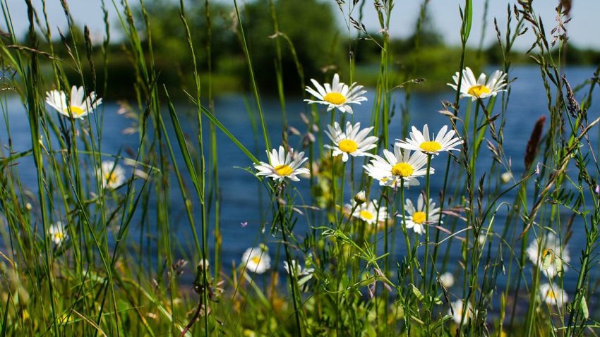 Народные приметы 14 июня, в Устинов день