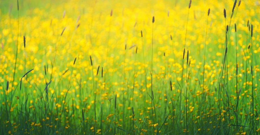 Народные приметы 14 июня, в Устинов день