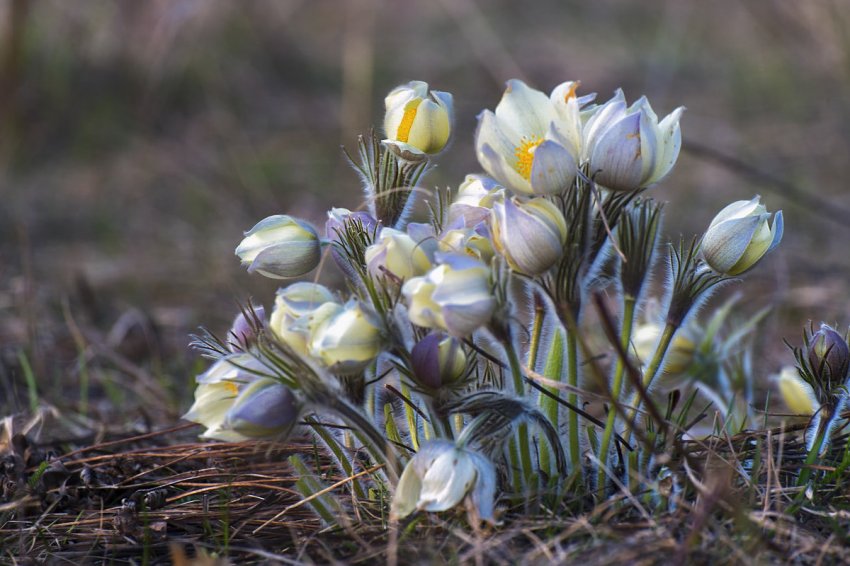 Народные приметы 18 июня, в Дорофеев день
