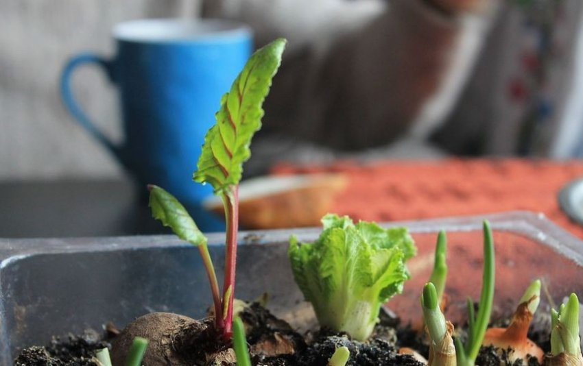Народные приметы 19 июня, в день Лариона Пропольника