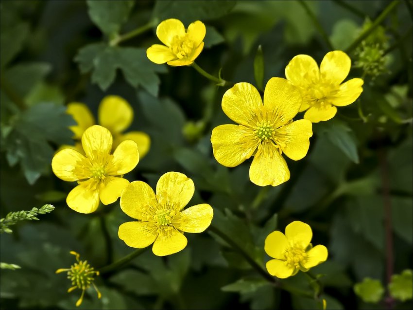 Народные приметы и праздники 27 июня, в день Елисея Гречкосея