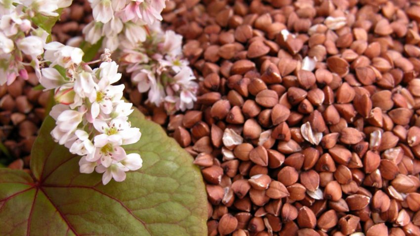 Народные приметы и праздники 27 июня, в день Елисея Гречкосея