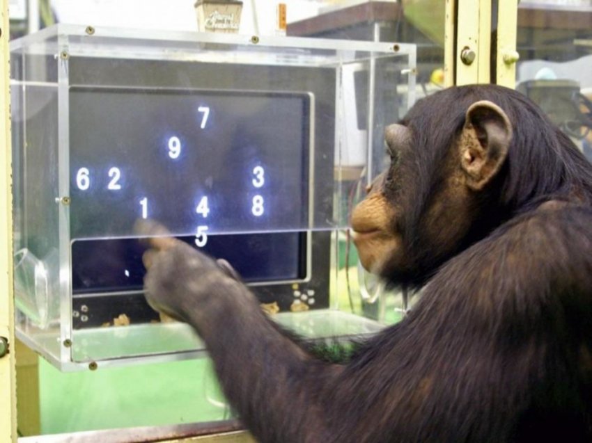 Есть ли у животных сознание?