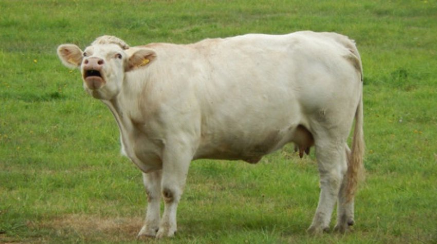 Народные приметы 30 июня, в день Мануйло и Савелия