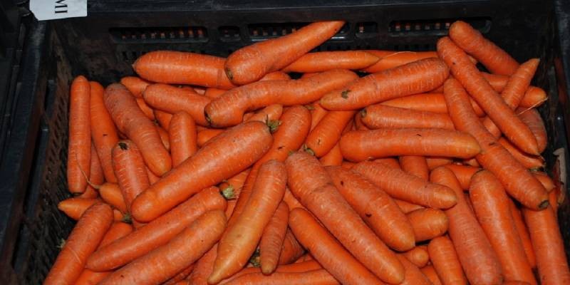 Почему цены на морковь растут летом 2021 года
