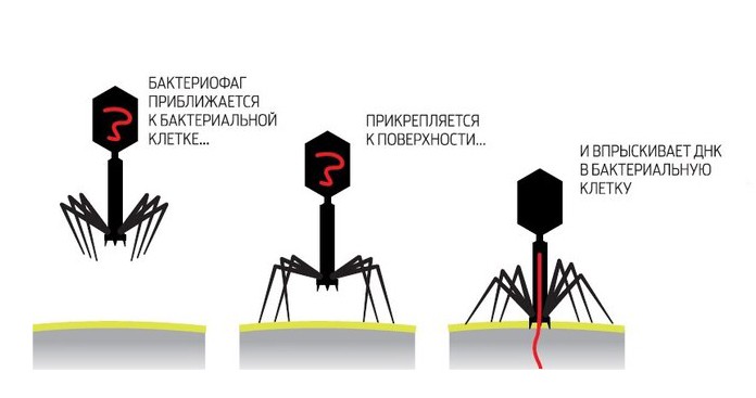Открытия вирусологов могут изменить биологию Открытия вирусологов могут изменить биологию