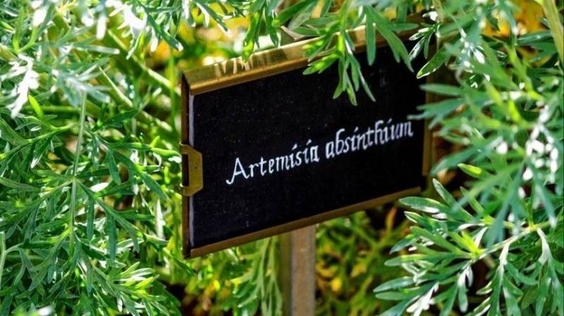 Полынь против коронавируса: какие исследования проводят ученые