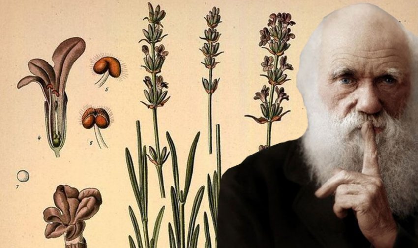 Теория эволюции: "Ужасная тайна" Дарвина