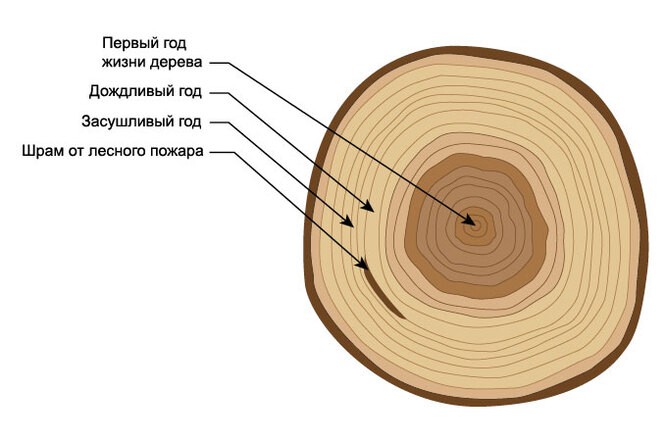 Дендрохронология - о чём могут рассказать деревья Дендрохронология - о чём могут рассказать деревья