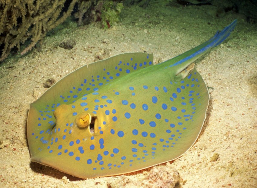 Электрические скаты в древней медицине