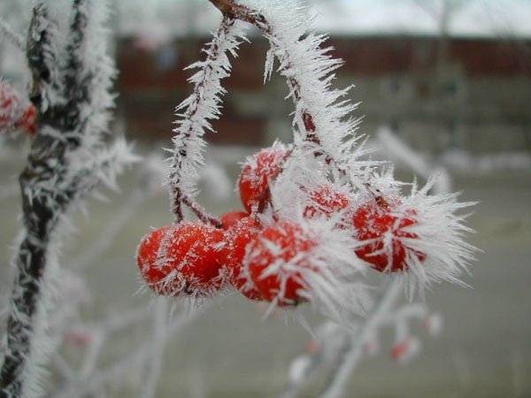 История, традиции, запреты и приметы Филипповки или Заговенья, отмечаемого 27 ноября 2021 года
