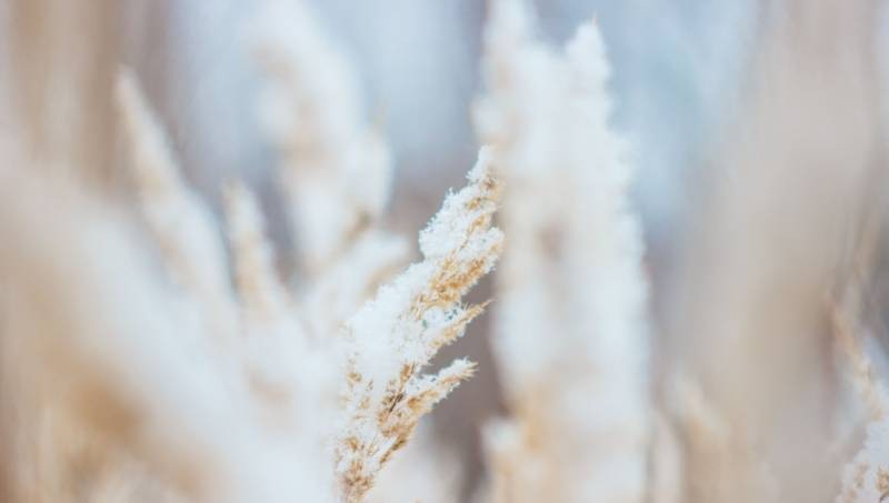 Ряд важных праздников отметят сегодня 14 декабря 2021 года по всему миру