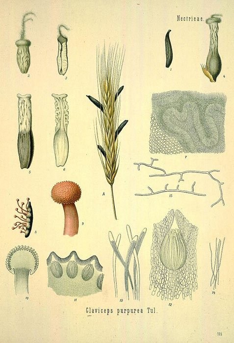 Смертельные танцы в средневековой Европе