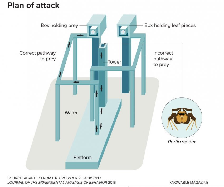 Пауки умнее чем вы думаете
