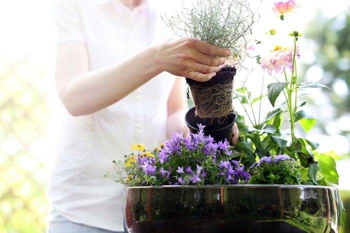 Когда сажать рассаду и ухаживать за комнатными растениями в январе 2022 году подскажет лунный календарь