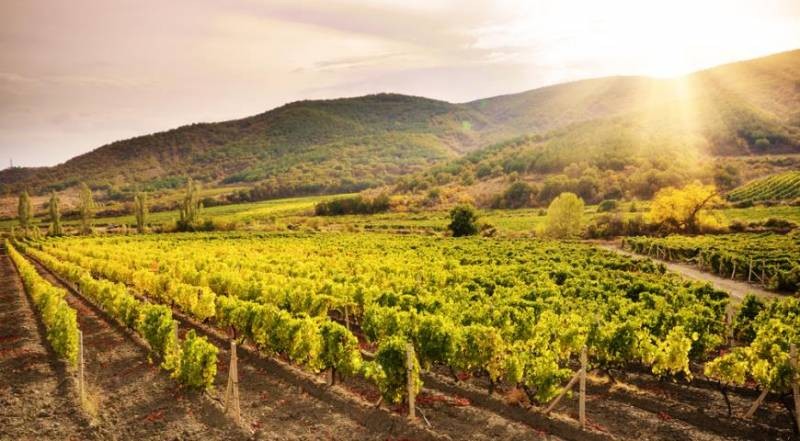 Вино из Бургундии – напиток из лучших сортов винограда 