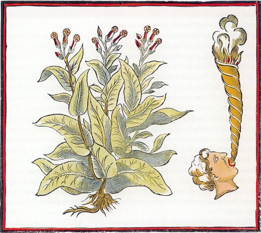 Как европейцы подсели на табак