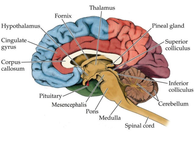 Загадки памяти на примерах людей с феноменальными способностями