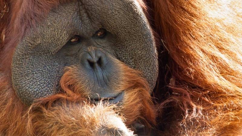 Странная история вокруг орангутана Бату, который участвовал на выборах в Новосибирске