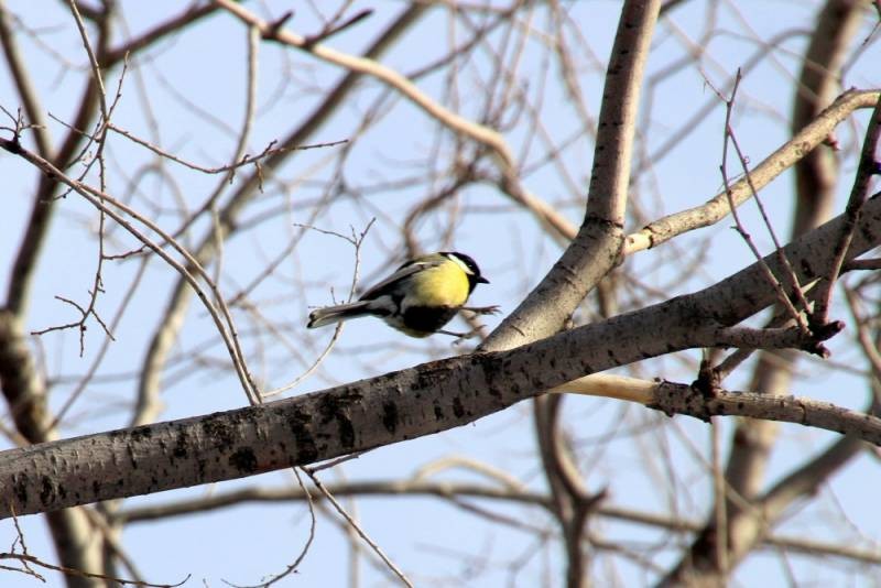 Поверья и приметы 14 февраля 2022 года связаны с Трифоновым днем