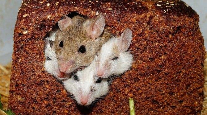 Трифон-мышегон празднуется 14 февраля 2022 года по всем традициям, обрядам и поверьям