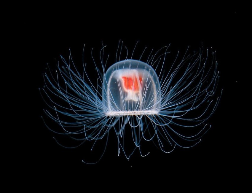 Что животным известно о смерти?