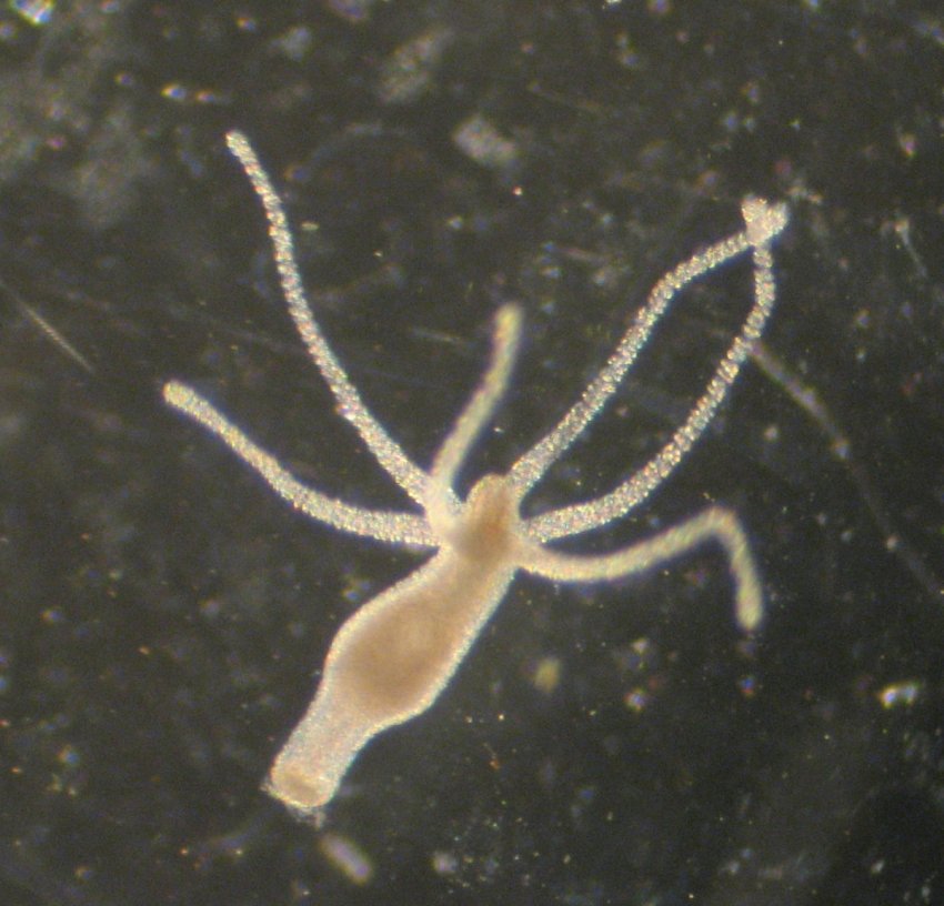 Что животным известно о смерти?