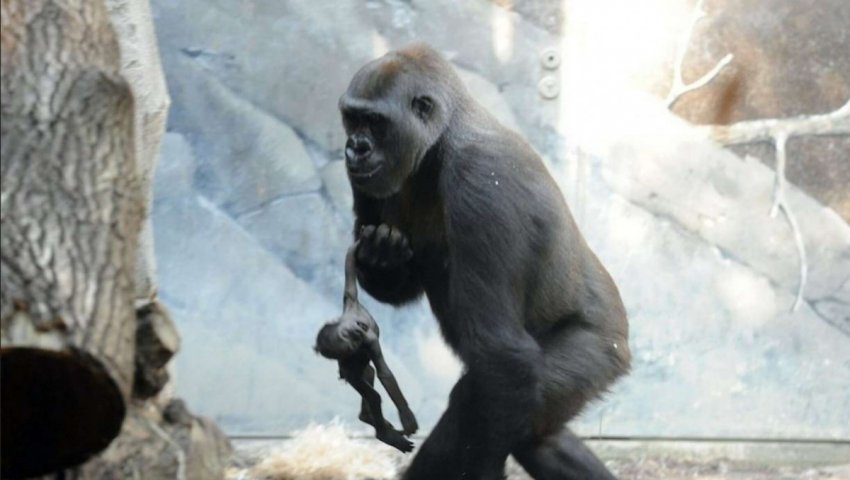 Что животным известно о смерти?