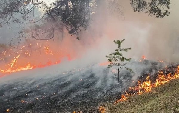 Появились новые подробности о лесных пожарах в Курганской области Появились новые подробности о лесных пожарах в Курганской области