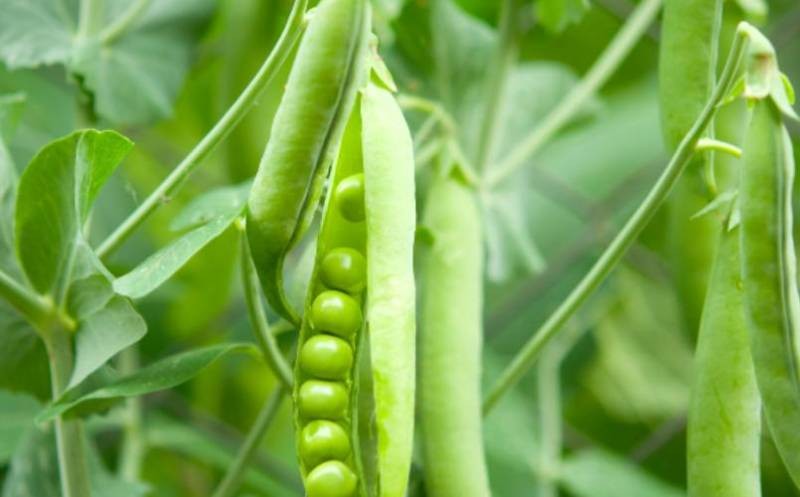 Народные приметы подскажут, что нельзя делать в день Иова Горошника 19 мая 2022 года