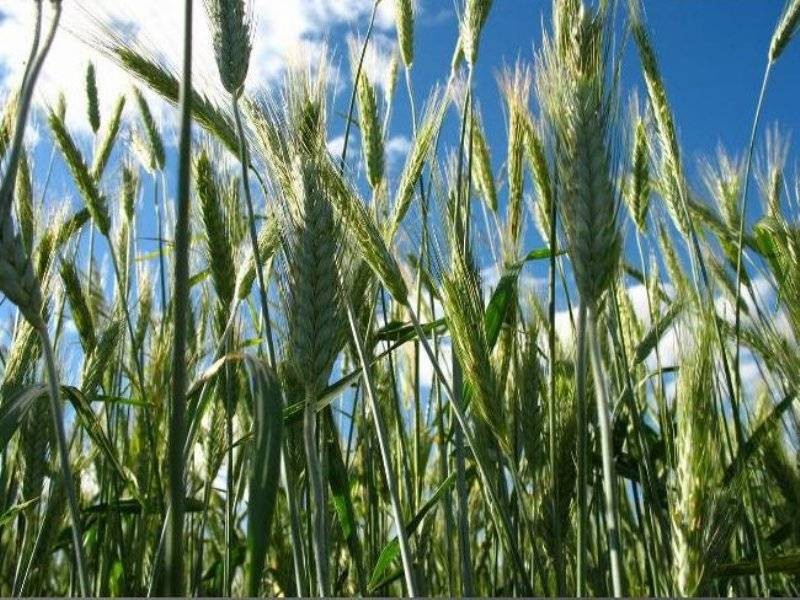 Приметы и поверья на 1 июня 2022 года: почему на Ивана Долгого в народе все ветра почитали