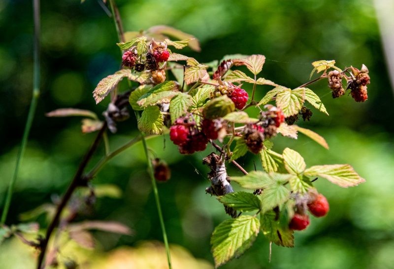 Приметы и поверья на 2 июня 2022 года помогут спланировать работы на огороде и предсказать погоду