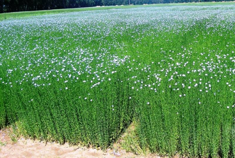 Что можно и нельзя делать в Оленин день 3 июня 2022 года, чтобы уродился длинный лен