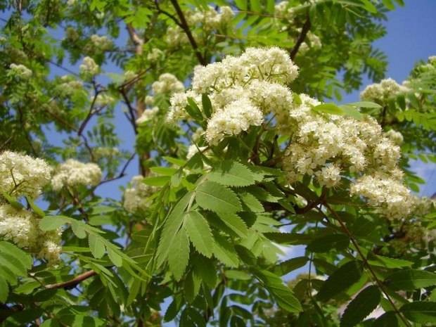 Что можно и нельзя делать в Оленин день 3 июня 2022 года, чтобы уродился длинный лен