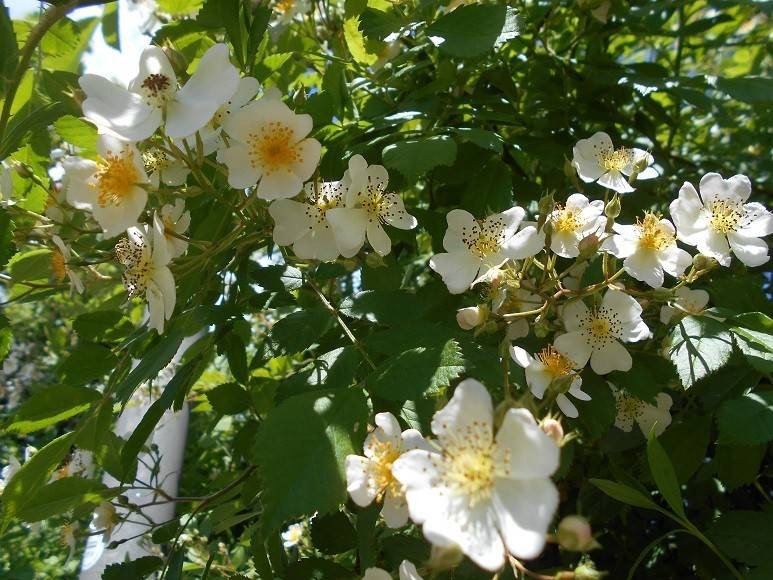 Традиции и приметы праздника Свобориное дерево или Шиповников день 6 июня подсказывает, как исцелиться от душевной боли