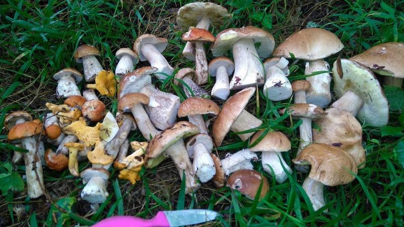 Какие грибы можно собрать в июне-июле 2022 года в Подмосковье и что из них приготовить