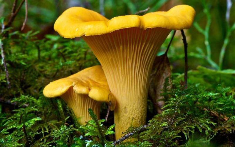 Какие грибы можно собрать в июне-июле 2022 года в Подмосковье и что из них приготовить