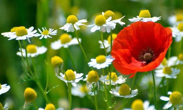 Международный день парламентаризма впервые будет отмечаться 30 июня 2022 года